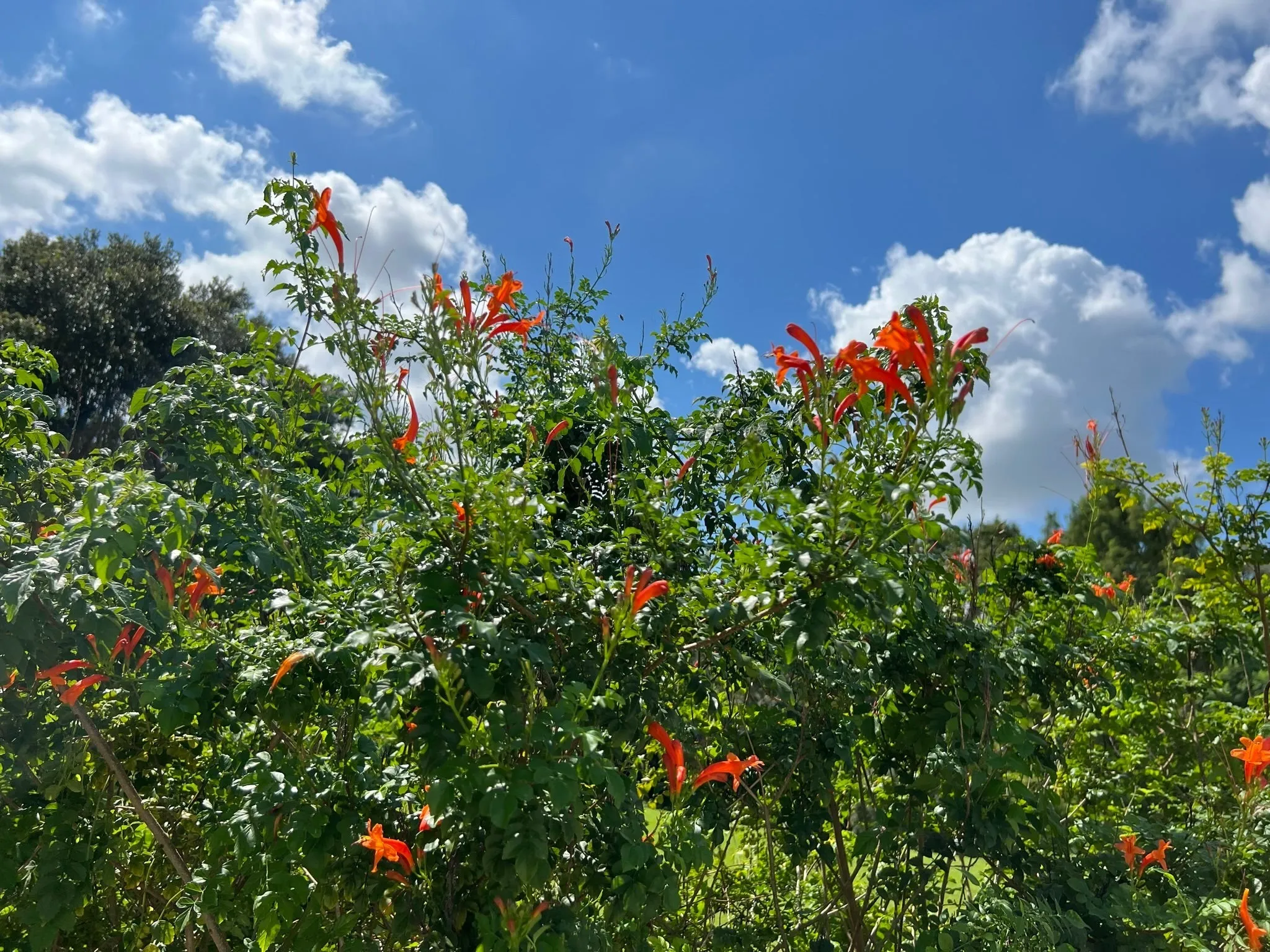 Cape Honeysuckle 20 Seeds and Standing Cypress 20 Seeds Reserved