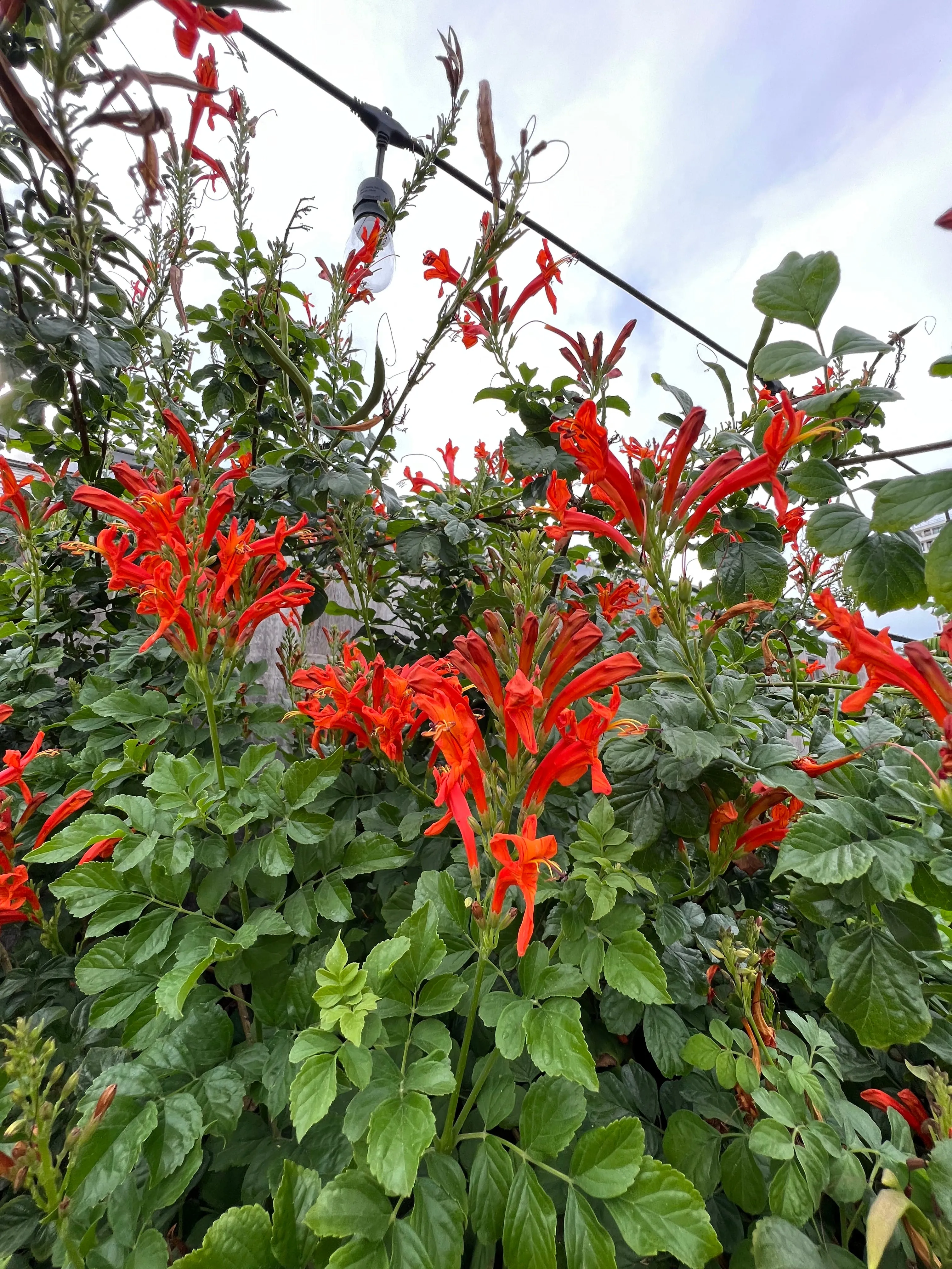 Cape Honeysuckle 20 Seeds and Standing Cypress 20 Seeds Reserved