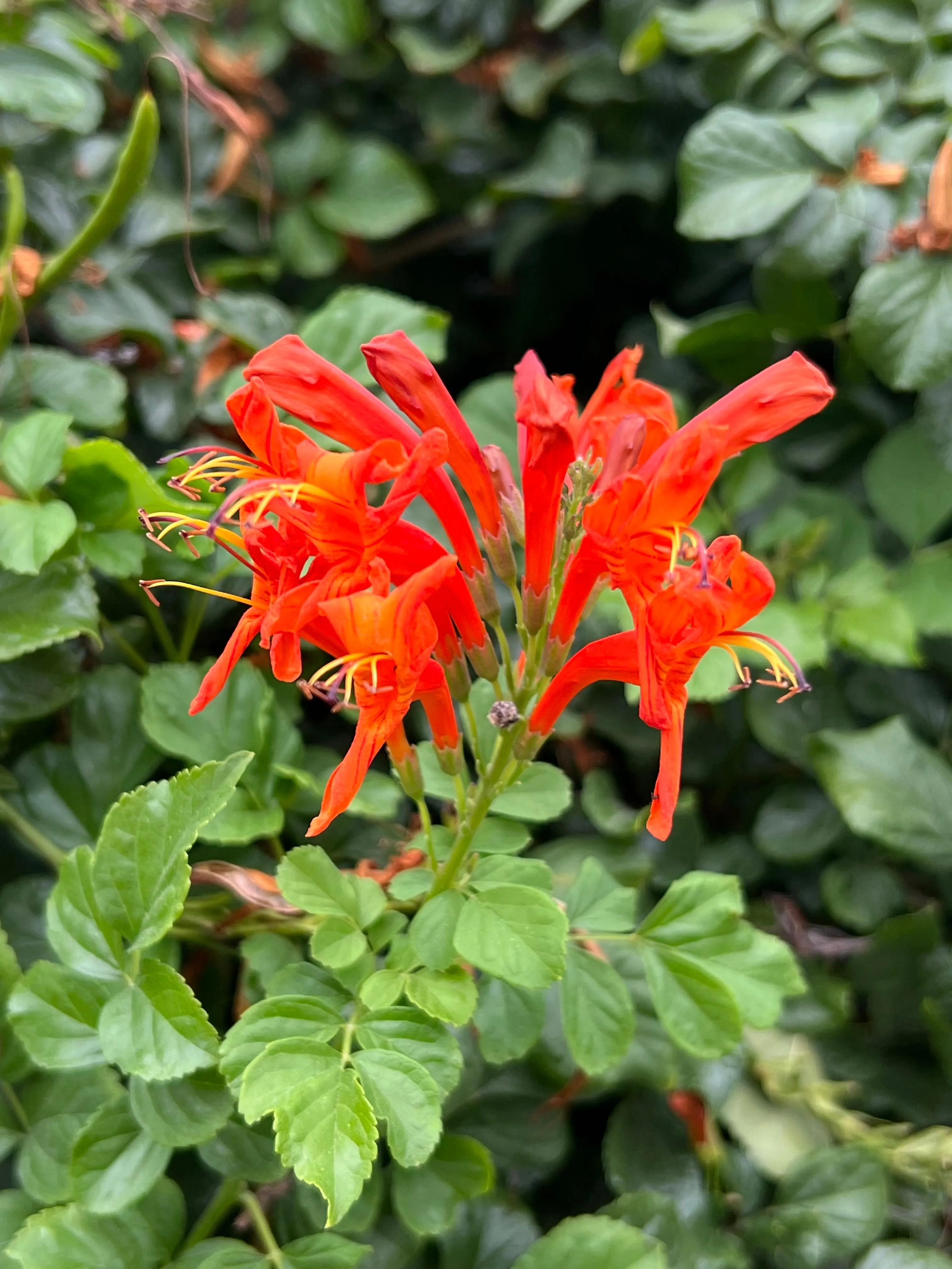 Cape Honeysuckle 20 Seeds and Standing Cypress 20 Seeds Reserved