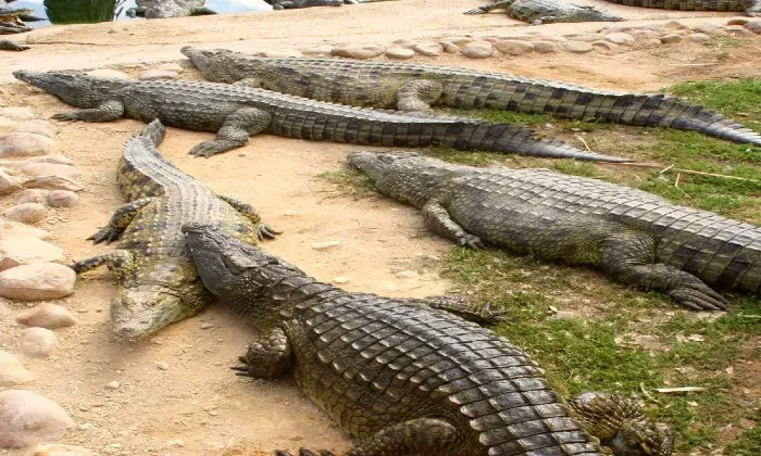 Entry Ticket for 2 or 4 – Croc Pond & Snake Centre   Bottle of Van Loveren